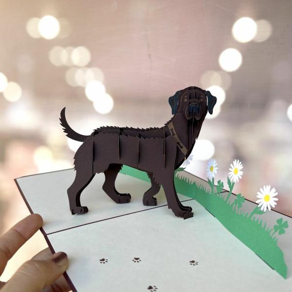 Dark Brown Labrador Dog In Daisy Garden Pop Up Card  |   Animals