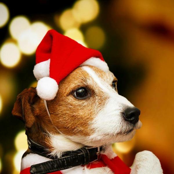 Red Faux Fur Christmas Santa Hat For Pet  |   Party Ties